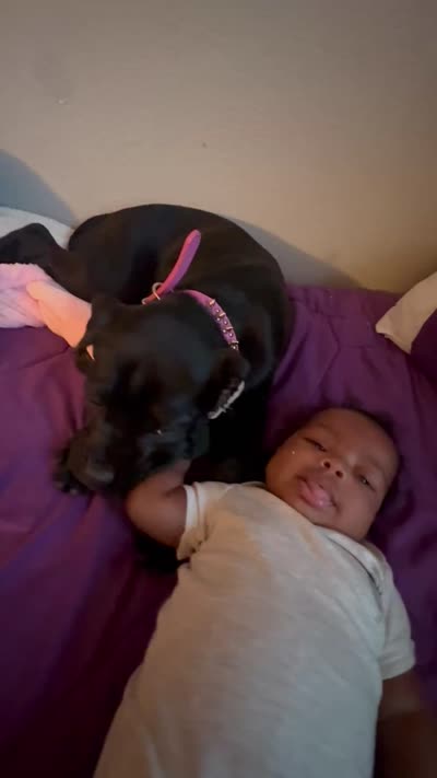 RAVEN, a female Cane Corso for sale in Stockton, CA – 5 of 7