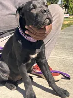 TIPTOE, a female Cane Corso for sale in Stockton, CA – 1 of 6