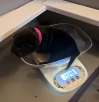 Baby Girl Fuschia, a female Cane Corso for sale in Lathrop, CA – 3 of 9