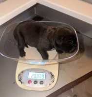 Baby Boy Lime Green, a male Cane Corso for sale in Lathrop, CA – 4 of 8