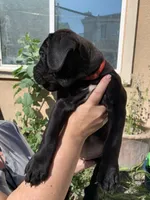 Big Red, a female Cane Corso for sale in Stockton, CA – 2 of 5