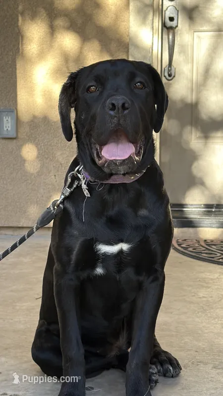 TIPTOE – Cane Corso puppy for sale in Stockton, CA