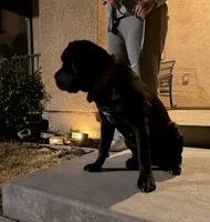 OSO, a male Cane Corso for sale in Stockton, CA – 4 of 9