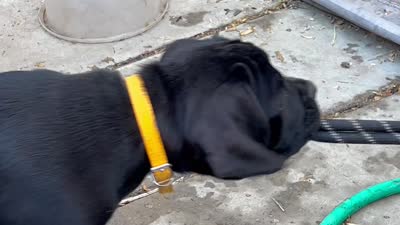 DAISY, a female Cane Corso for sale in Stockton, CA – 4 of 4