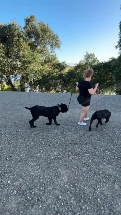 Magenta, a female Cane Corso for sale in Stockton, CA – 4 of 5