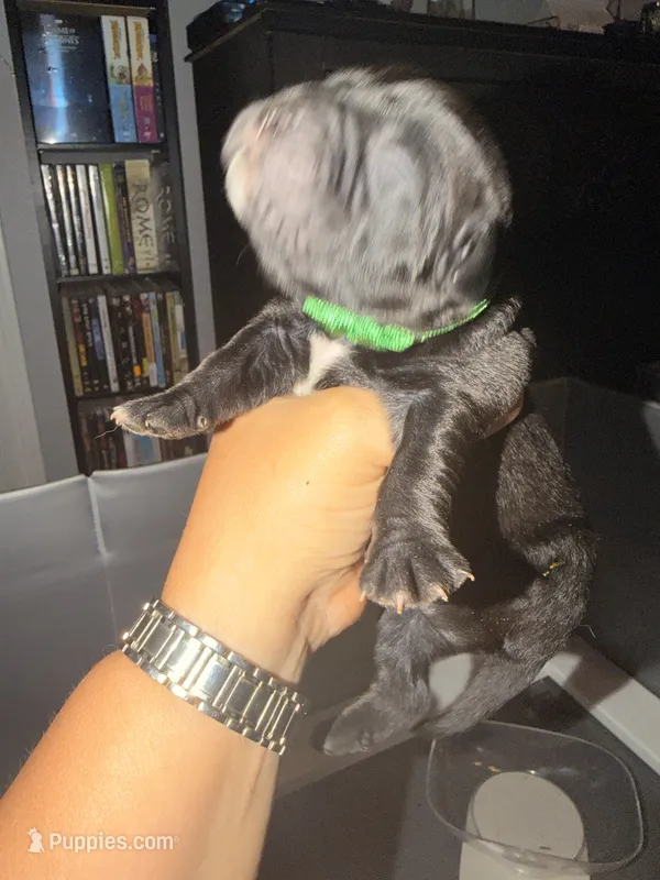 Baby Boy Green – Cane Corso puppy for sale in Lathrop, CA