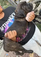 BABY, a female Cane Corso for sale in Stockton, CA – 4 of 4