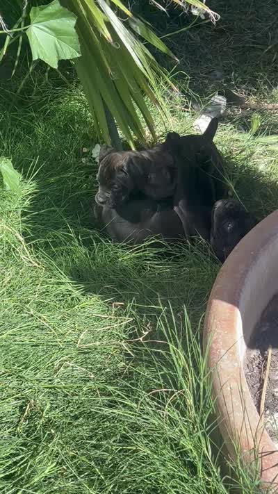 BABY, a female Cane Corso for sale in Stockton, CA – 2 of 2