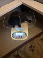 Baby Boy Green, a female Cane Corso for sale in Lathrop, CA – 4 of 4