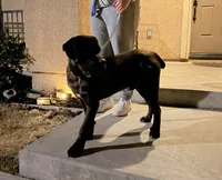 OSO, a male Cane Corso for sale in Stockton, CA – 2 of 9