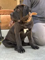 OSO, a male Cane Corso for sale in Stockton, CA – 2 of 6