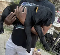 DAISY, a female Cane Corso for sale in Stockton, CA – 2 of 4