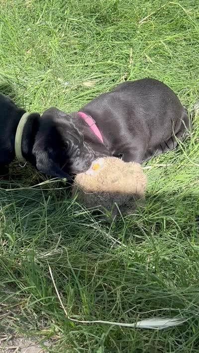 Magenta, a female Cane Corso for sale in Stockton, CA – 3 of 3