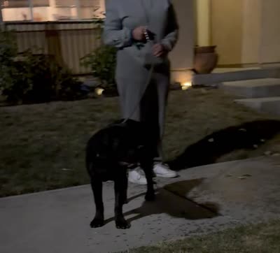 CAIRO, a male Cane Corso for sale in Stockton, CA – 10 of 10