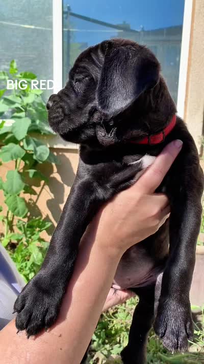 Big Red, a female Cane Corso for sale in Stockton, CA – 7 of 7