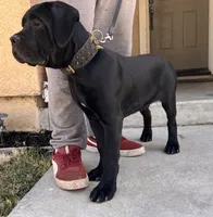 DORIAN GREY, a male Cane Corso for sale in Stockton, CA – 3 of 7