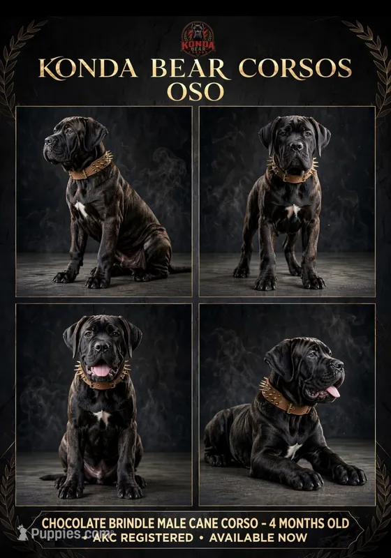 OSO – Cane Corso puppy for sale in Stockton, CA