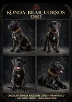 OSO, a male Cane Corso for sale in Stockton, CA – 1 of 6