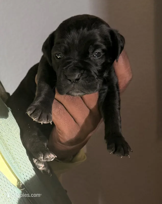 EMBER – Cane Corso puppy for sale in Lathrop, CA
