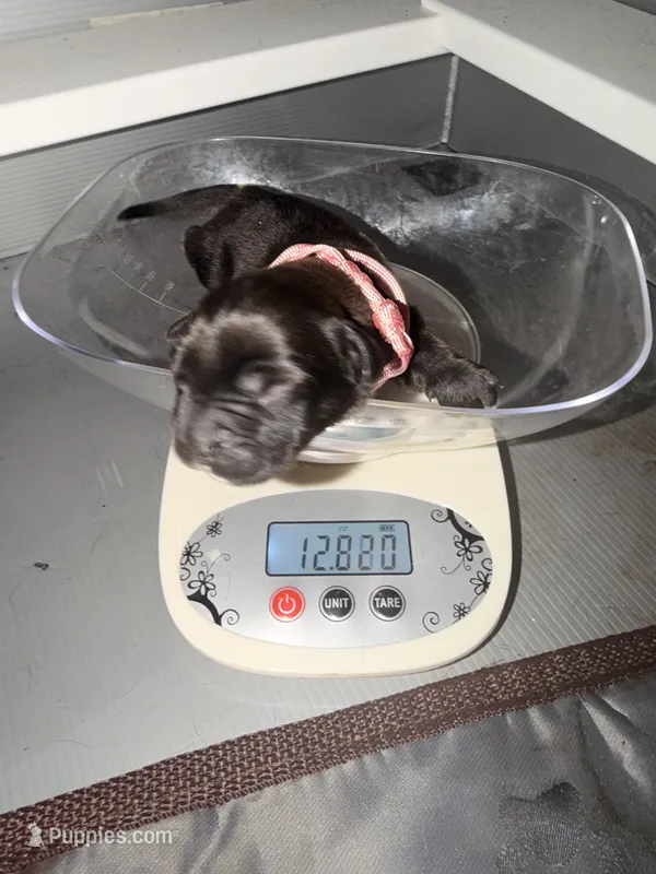 Baby Pink Female – Cane Corso puppy for sale in Lathrop, CA