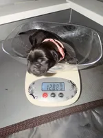 Baby Pink Female, a female Cane Corso for sale in Lathrop, CA – 1 of 9