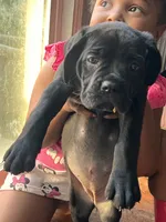 TINY, a female Cane Corso for sale in Stockton, CA – 2 of 2