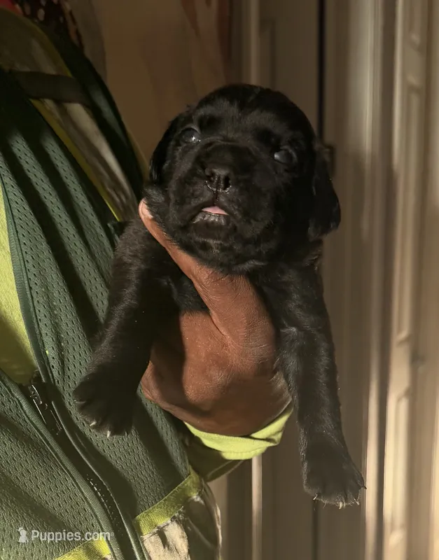 XAVIER – Cane Corso puppy for sale in Lathrop, CA