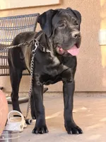 CAIRO, a male Cane Corso for sale in Stockton, CA – 9 of 10