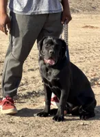 CAIRO, a male Cane Corso for sale in Stockton, CA – 7 of 10