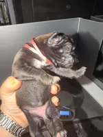 Baby Pink Female, a female Cane Corso for sale in Lathrop, CA – 3 of 9