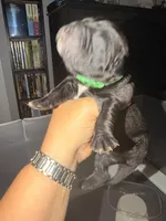 Baby Boy Green, a female Cane Corso for sale in Lathrop, CA – 2 of 6