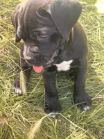 TIPTOE, a female Cane Corso for sale in Stockton, CA – 4 of 4