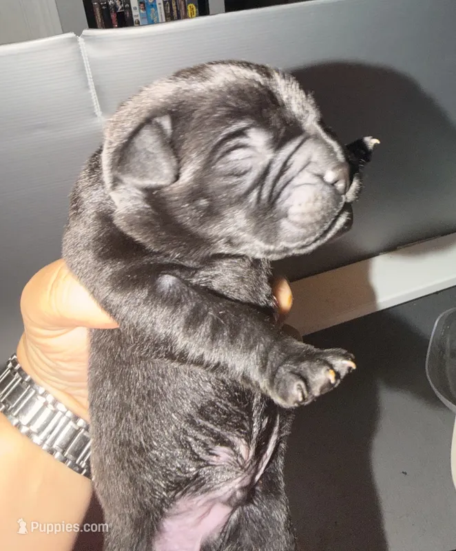 Baby Boy Grey – Cane Corso puppy for sale in Lathrop, CA