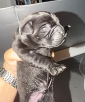 Baby Boy Grey, a female Cane Corso for sale in Lathrop, CA – 2 of 4