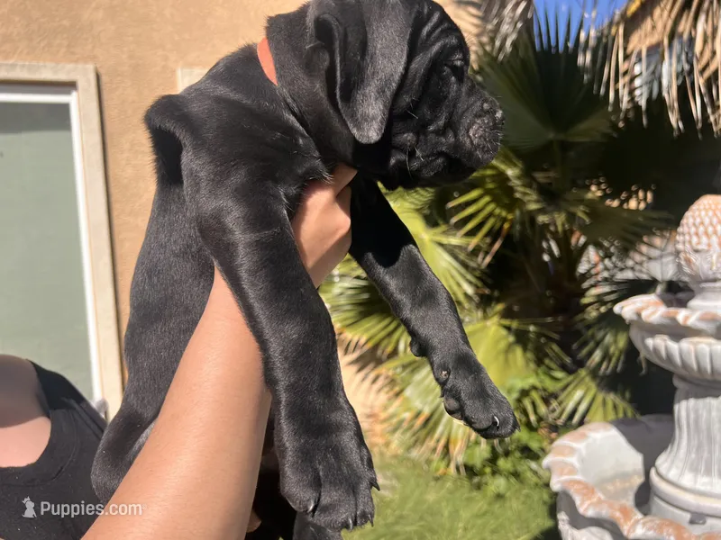 Mr. Orange  – Cane Corso puppy for sale in Stockton, CA