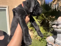 Mr. Orange , a male Cane Corso for sale in Stockton, CA – 1 of 2