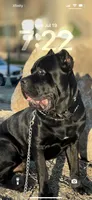 PITCH BLACK, a male Cane Corso for sale in Stockton, CA – 7 of 7