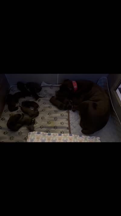 Red Collar Female, a female Cane Corso for sale in Lathrop, CA – 8 of 8