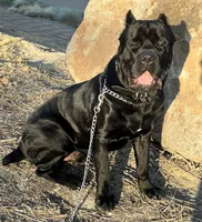 Baby Pink Female, a female Cane Corso for sale in Lathrop, CA – 6 of 9