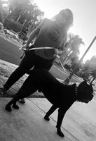 Baby Boy Blue, a male Cane Corso for sale in Lathrop, CA – 5 of 8