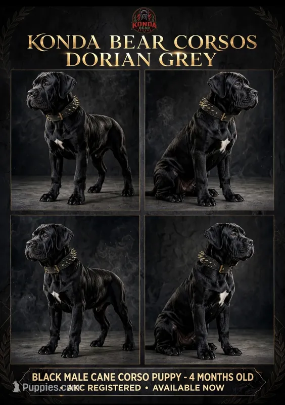 DORIAN GREY – Cane Corso puppy for sale in Stockton, CA