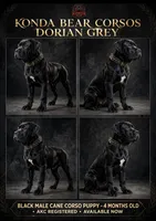DORIAN GREY, a male Cane Corso for sale in Stockton, CA – 1 of 7