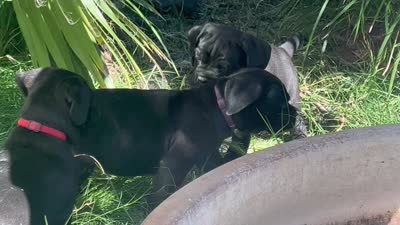 Big Red, a female Cane Corso for sale in Stockton, CA – 5 of 5