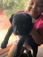 TINY, a female Cane Corso for sale in Stockton, CA – 1 of 2