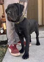 DORIAN GREY, a male Cane Corso for sale in Stockton, CA – 5 of 7