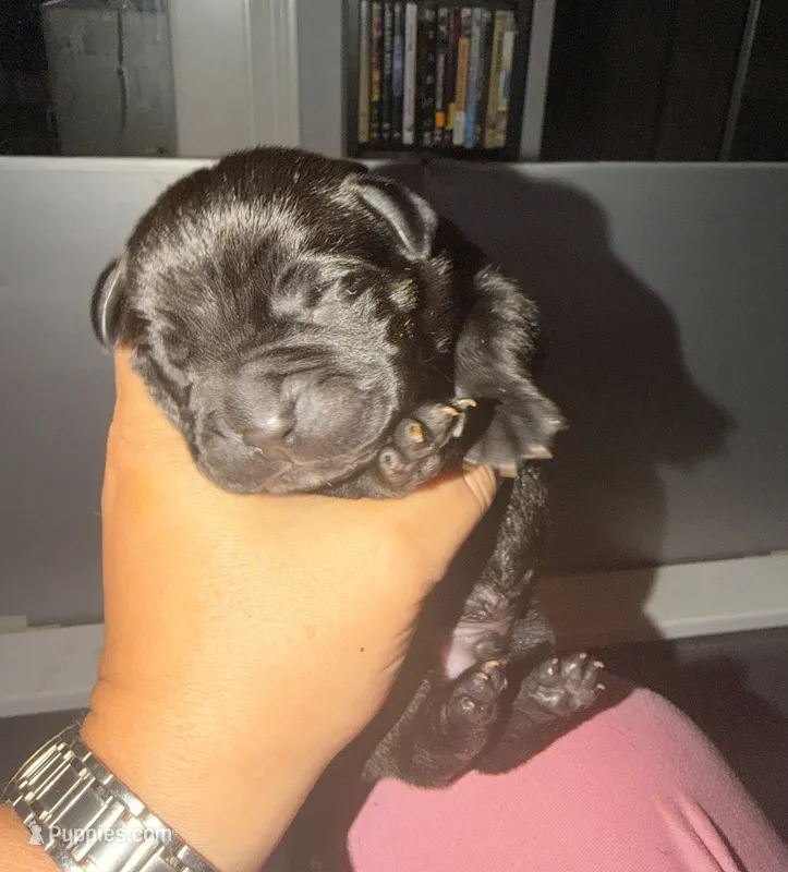 Baby Boy Grey – Cane Corso puppy for sale in Lathrop, CA