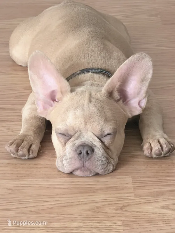 Butter – French Bulldog puppy for sale in Vancouver, WA