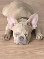 Butter, a male French Bulldog for sale in Vancouver, WA – 1 of 3
