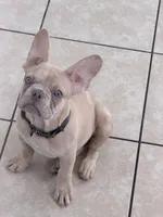 Butter, a male French Bulldog for sale in Vancouver, WA – 2 of 3