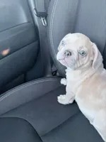 Butter, a male French Bulldog for sale in Las Vegas, NV – 2 of 2